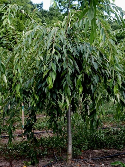 Weeping Double Cherry - LandscapeDirect