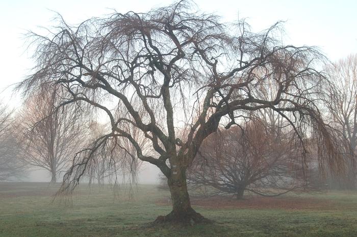 Weeping Double Cherry - LandscapeDirect