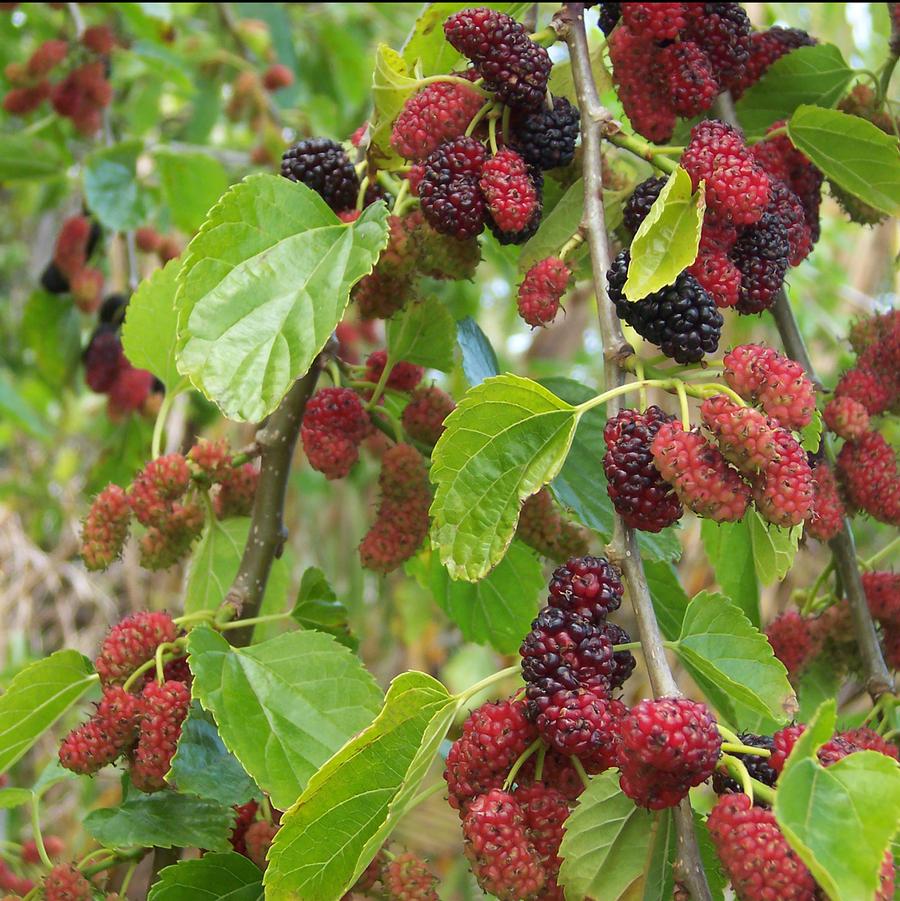 Weeping Mulberry (Fruiting) - LandscapeDirect
