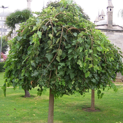 Weeping Mulberry (Fruitless) - LandscapeDirect