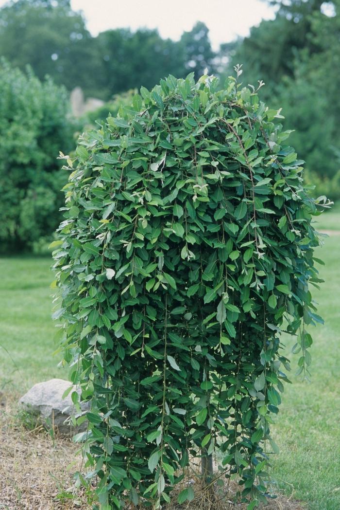 Weeping Pussy Willow - LandscapeDirect
