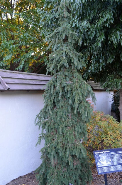 Weeping White Spruce - LandscapeDirect