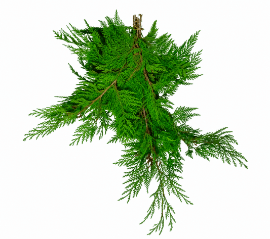 Western Red Cedar Boughs - LandscapeDirect