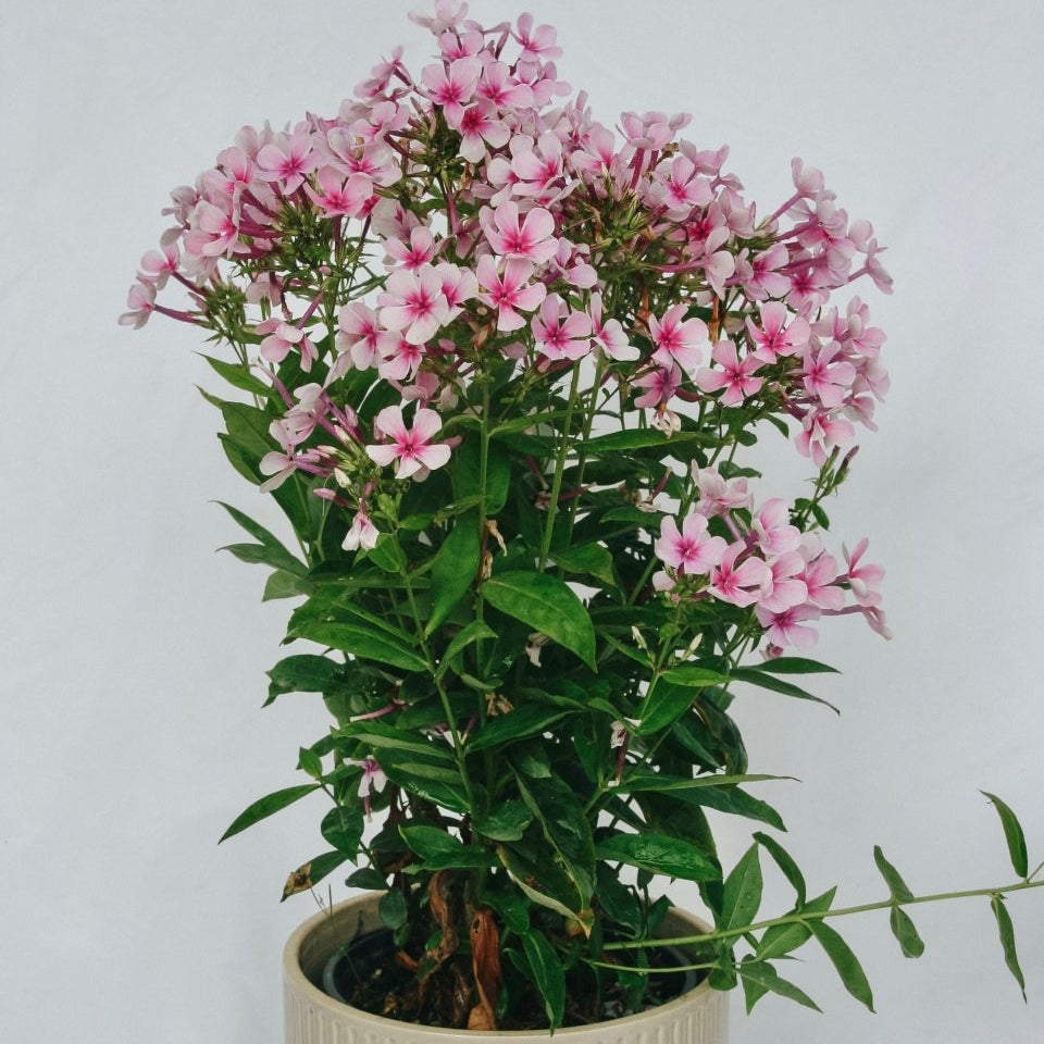 White Bicolor Phlox - LandscapeDirect