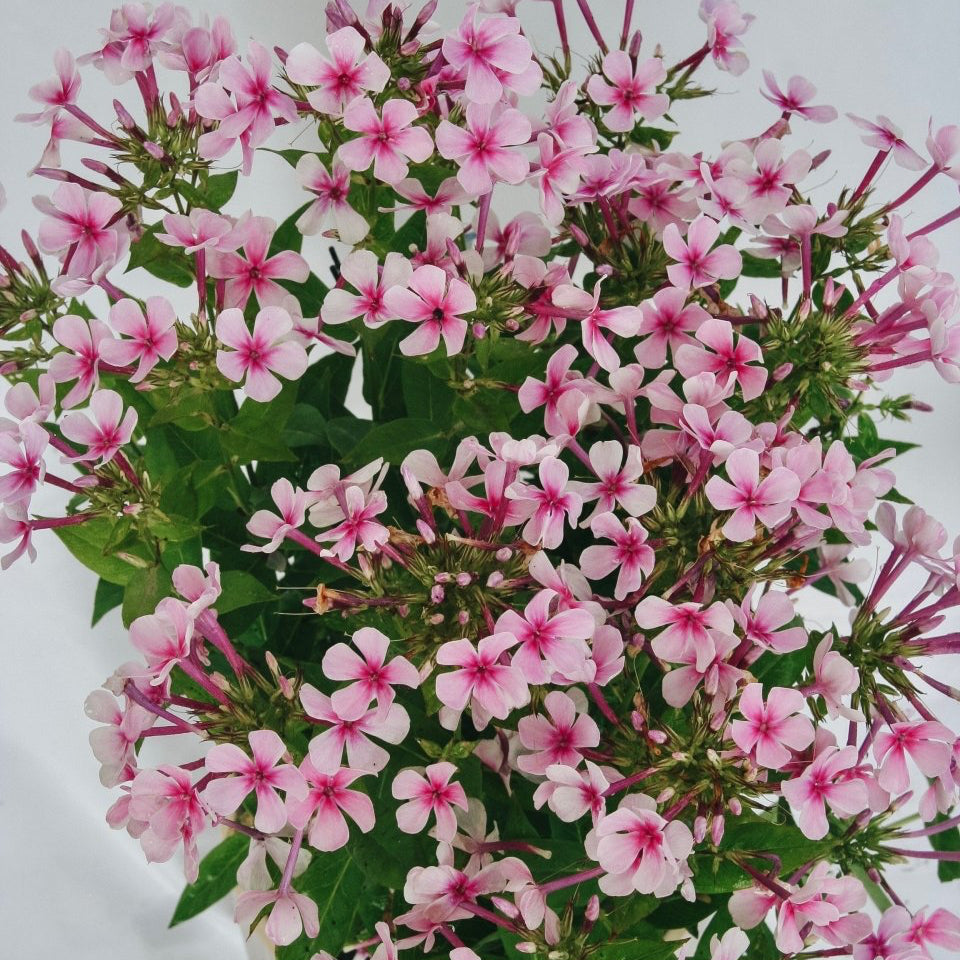 White Bicolor Phlox - LandscapeDirect