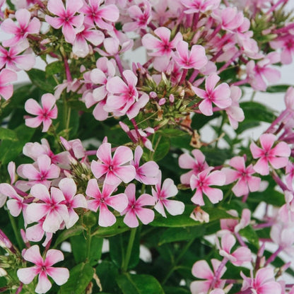 White Bicolor Phlox - LandscapeDirect