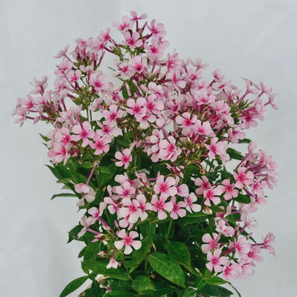 White Bicolor Phlox - LandscapeDirect