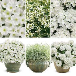 White Celebration Combo - Super Pack - LandscapeDirect