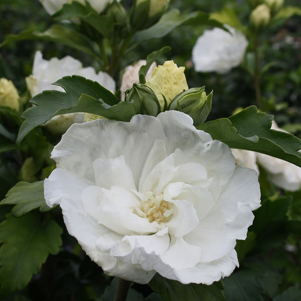 White Chiffon Rose of Sharon Tree - LandscapeDirect