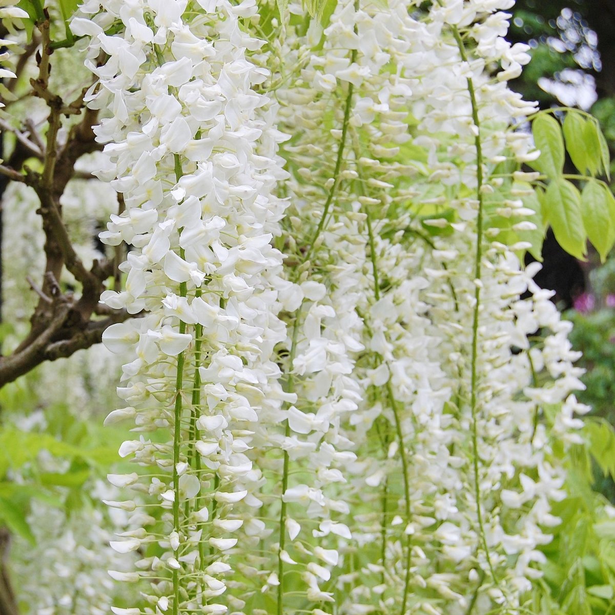 White Chinese Wisteria - LandscapeDirect
