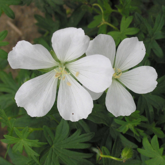 White Cranesbill - LandscapeDirect