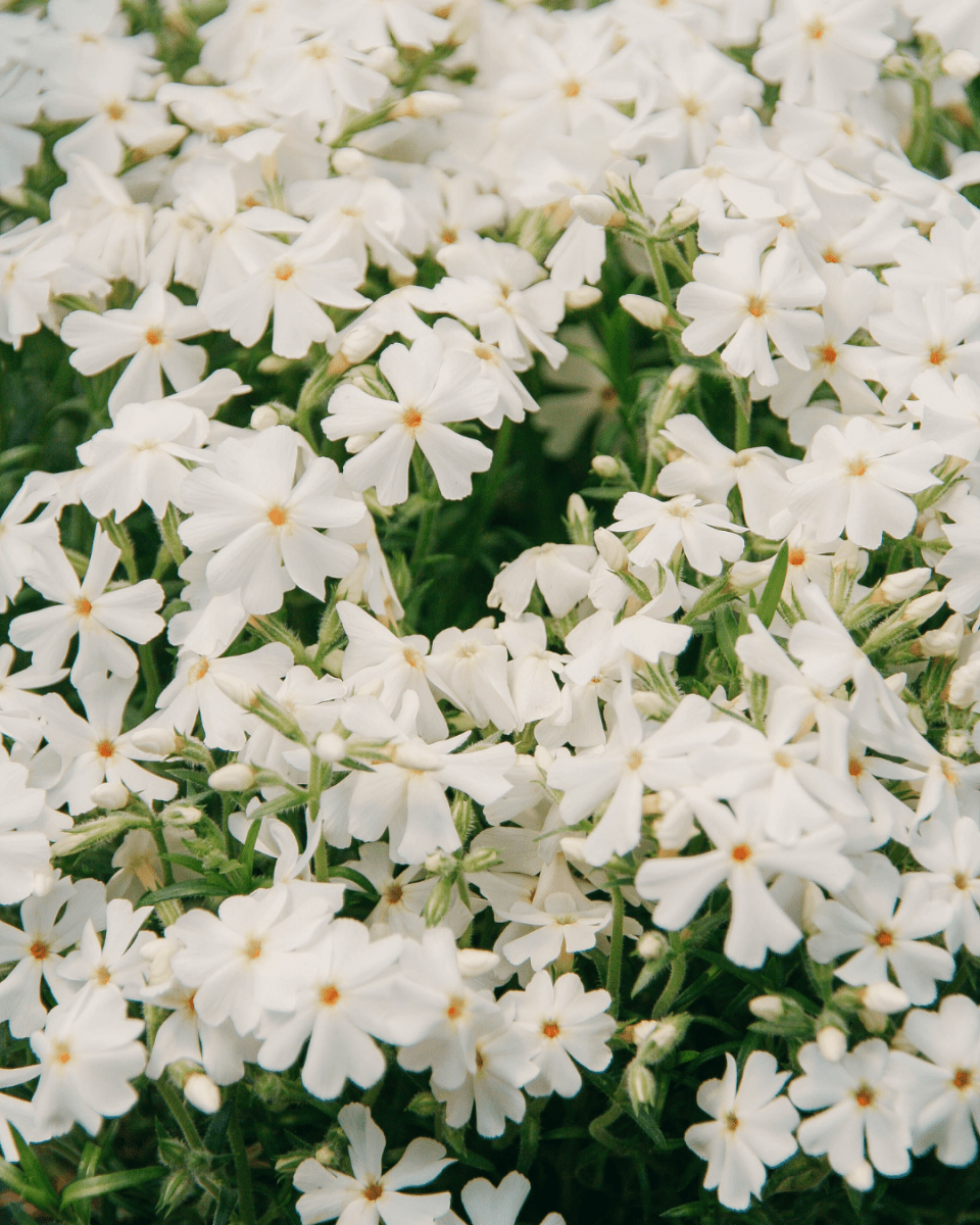 White Creeping Phlox - LandscapeDirect
