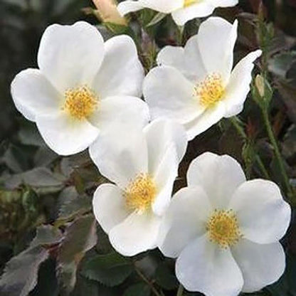 White Knock Out Rose - LandscapeDirect