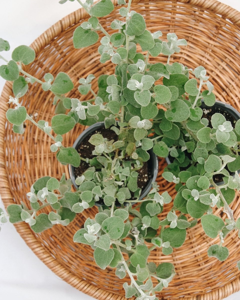 White Licorice - LandscapeDirect