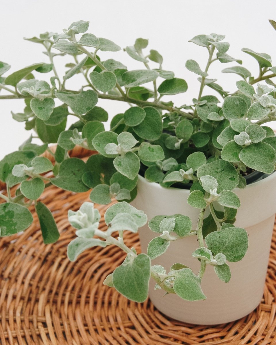 white licorice plant indoors White Licorice – LandscapeDirect