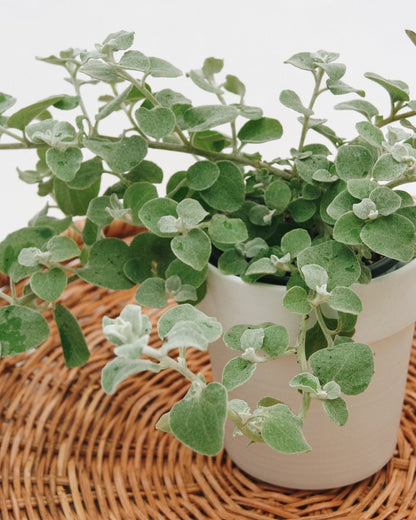 White Licorice - LandscapeDirect