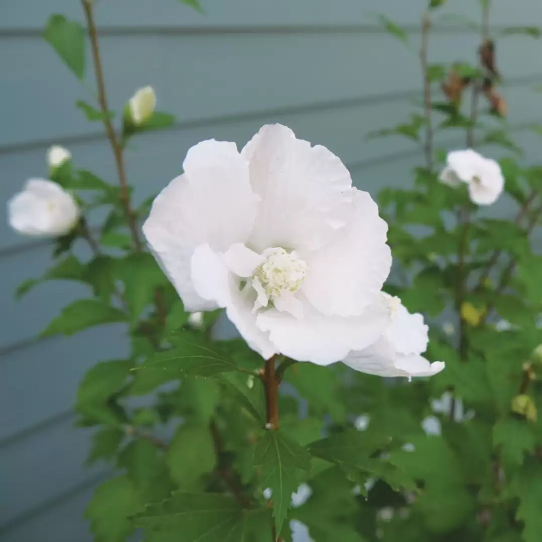 White Pillar Rose of Sharon - LandscapeDirect