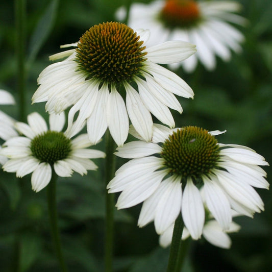 White Swan Coneflower - LandscapeDirect