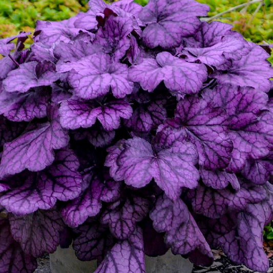Wild Rose Coral Bells - LandscapeDirect