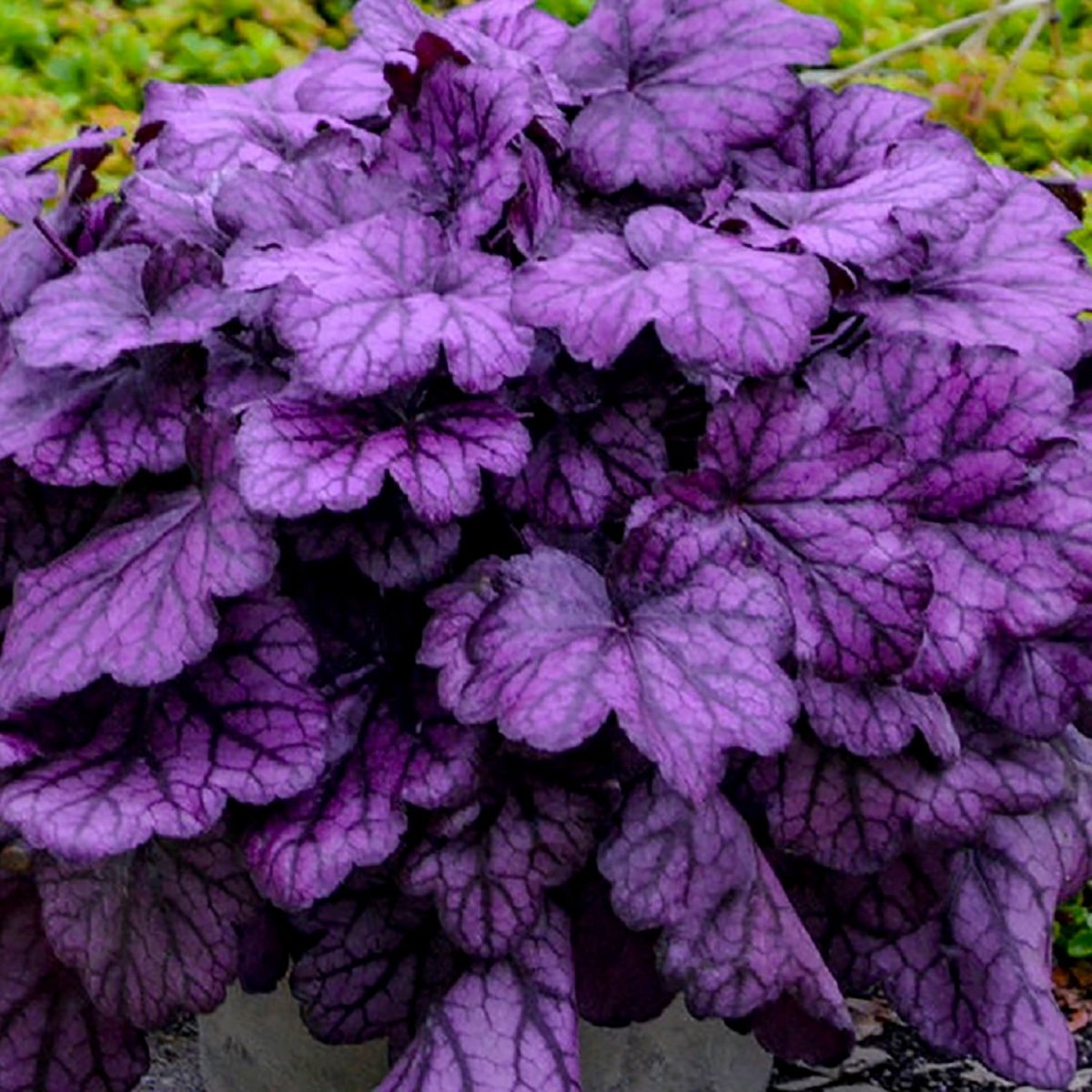 Wild Rose Coral Bells - LandscapeDirect