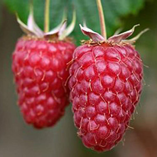 Framboise Willamette