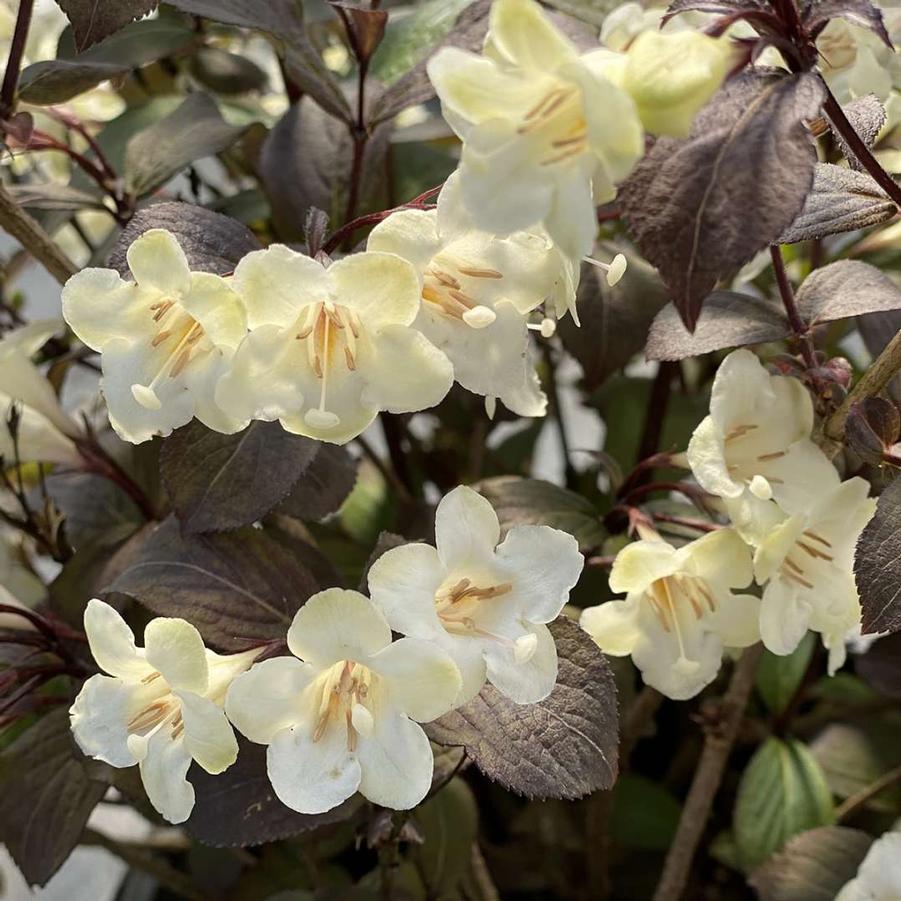 Wine & Spirits™ Weigela - LandscapeDirect
