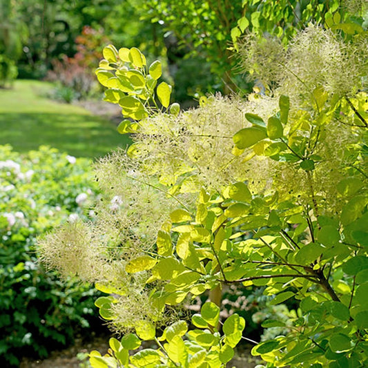Winecraft Gold Smokebush - LandscapeDirect