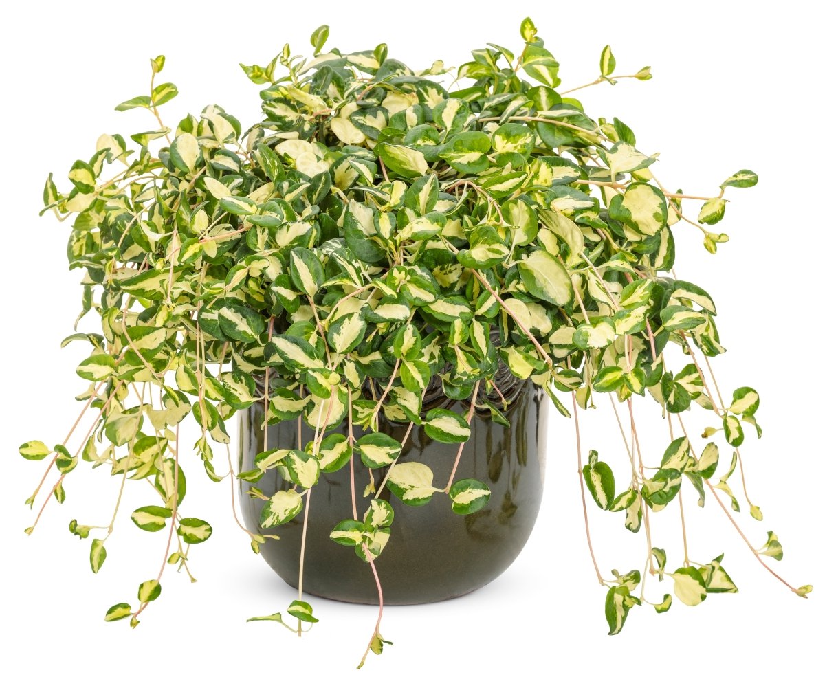 Wojo's Jem' - LandscapeDirect