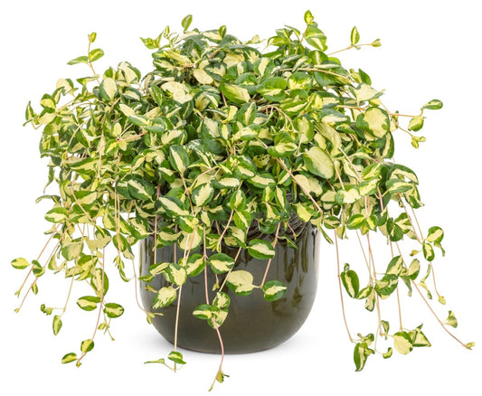 Wojo's Jem' - LandscapeDirect