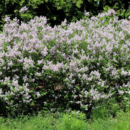 Wonderblue Lilac - LandscapeDirect