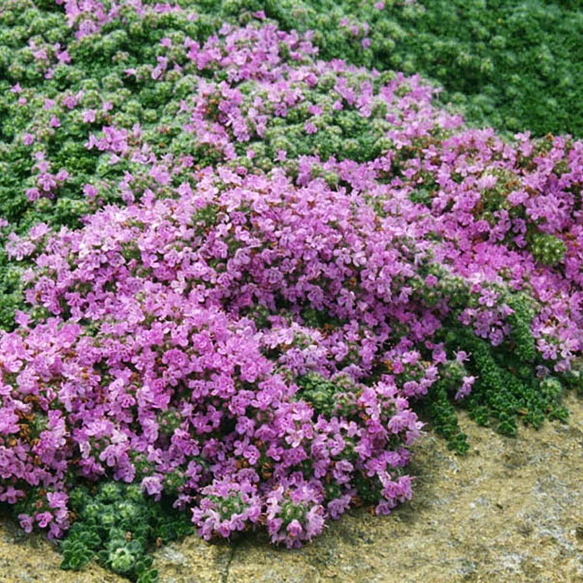Woolly Thyme - LandscapeDirect
