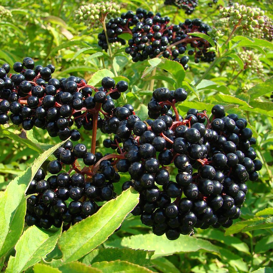 Wyldewood Elderberry