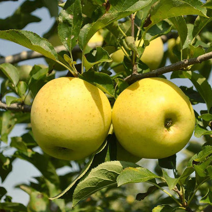 Yellow Delicious Apple - LandscapeDirect