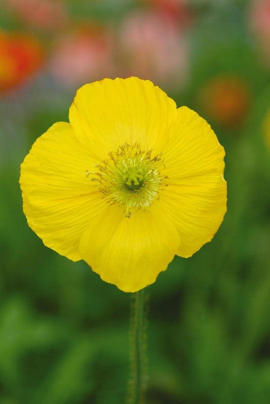 Yellow Iceland Poppy - LandscapeDirect