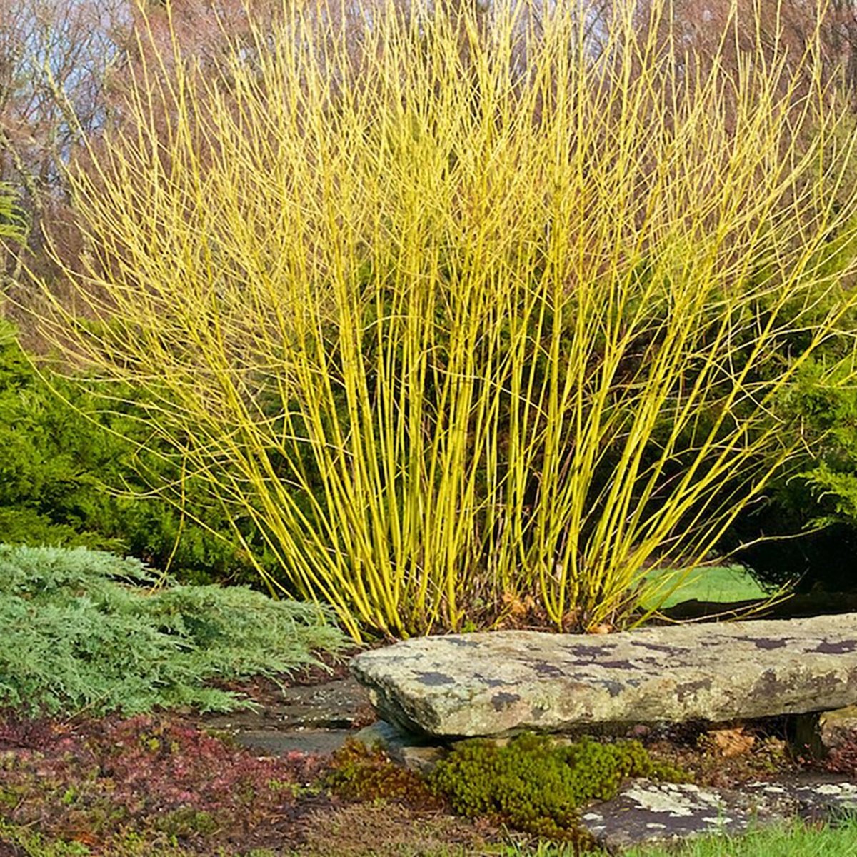 Yellowtwig Dogwood - LandscapeDirect