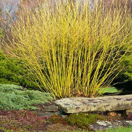 Yellowtwig Dogwood - LandscapeDirect