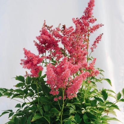 Younique Carmine False Spirea - LandscapeDirect