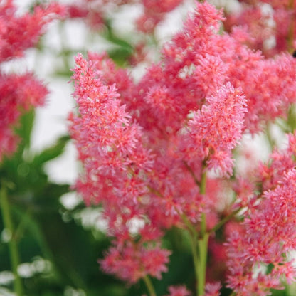 Younique Carmine False Spirea - LandscapeDirect