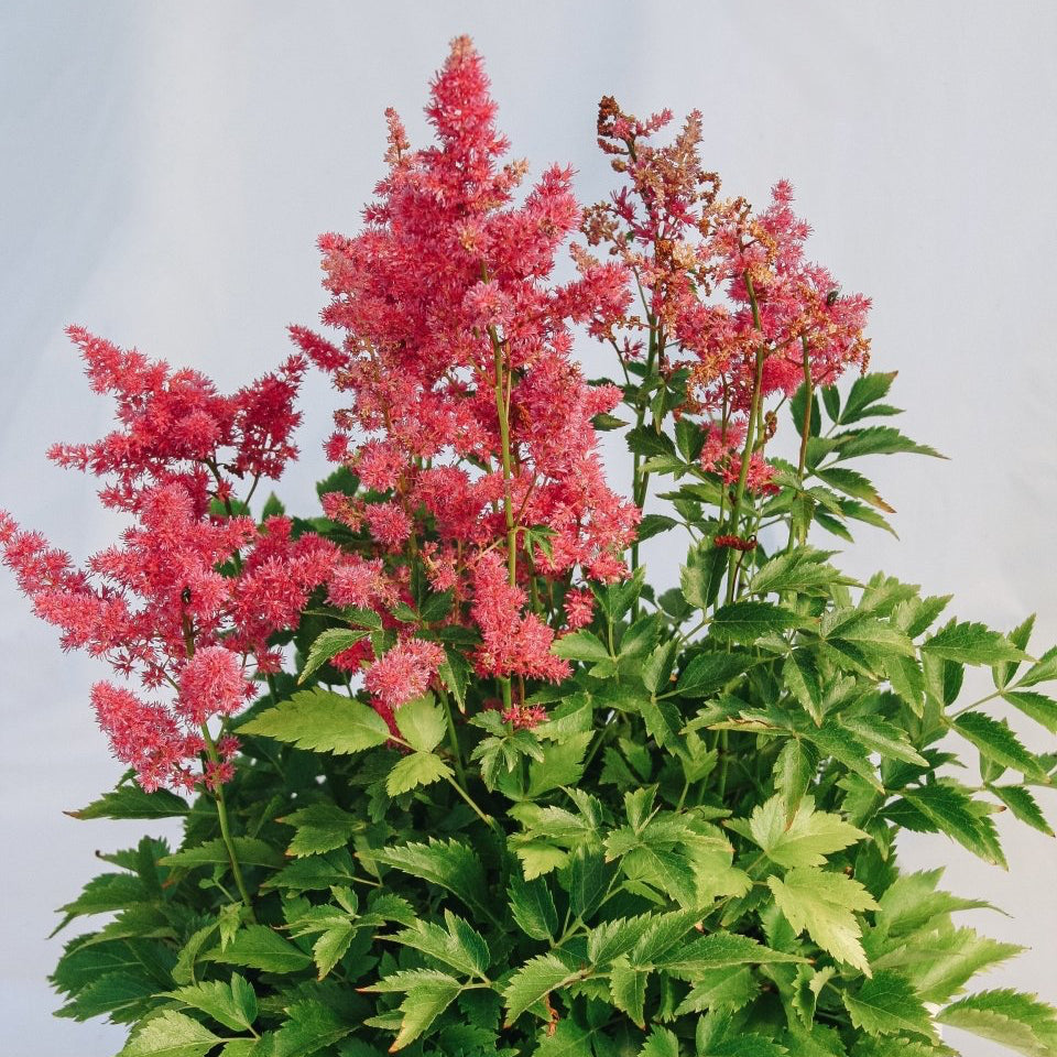 Younique Carmine False Spirea - LandscapeDirect