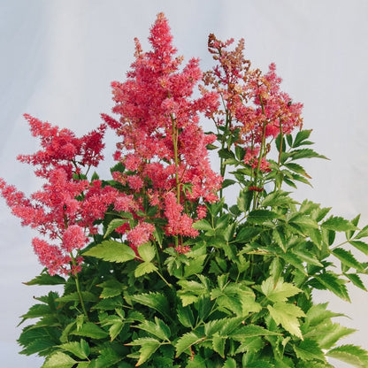 Younique Carmine False Spirea - LandscapeDirect