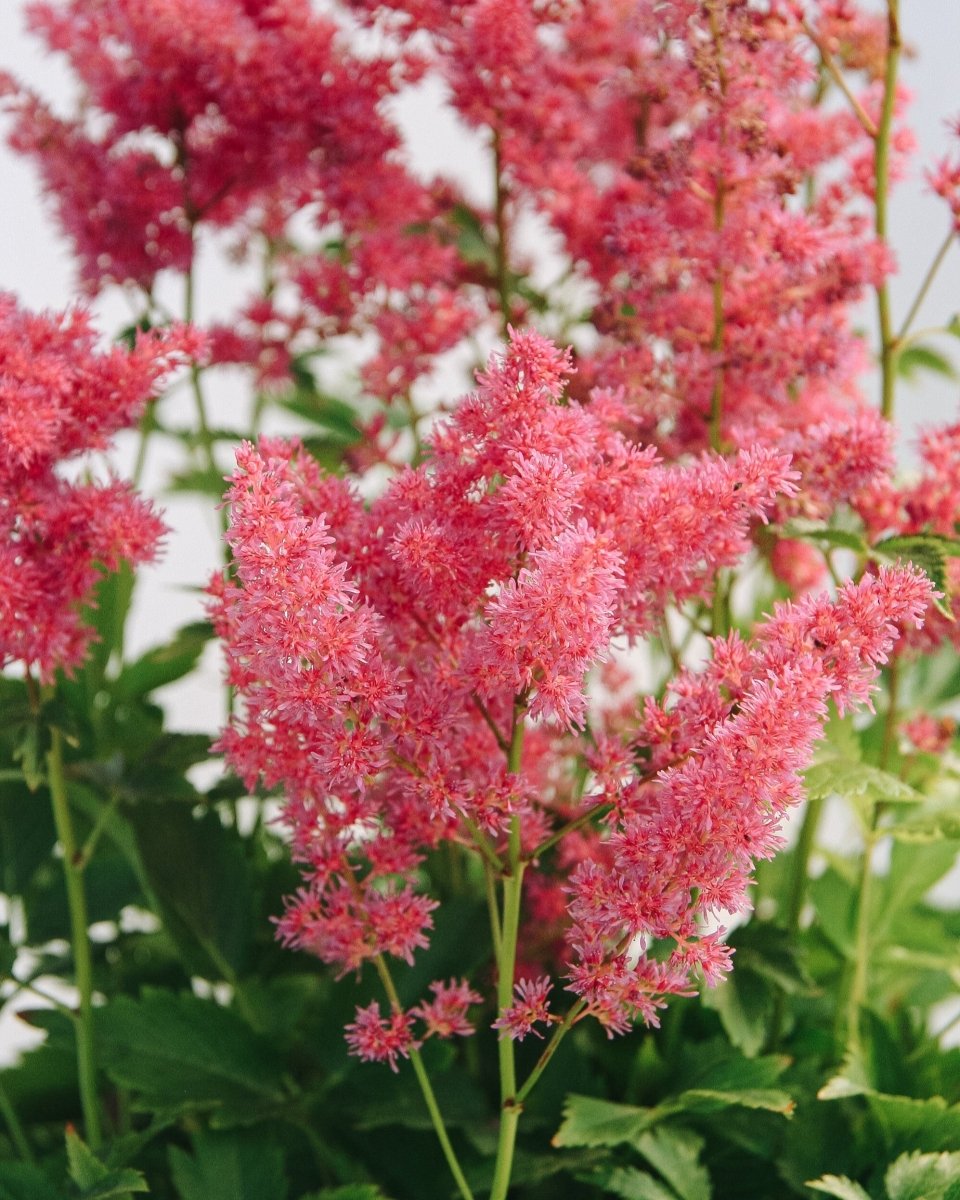 Younique Carmine False Spirea - LandscapeDirect