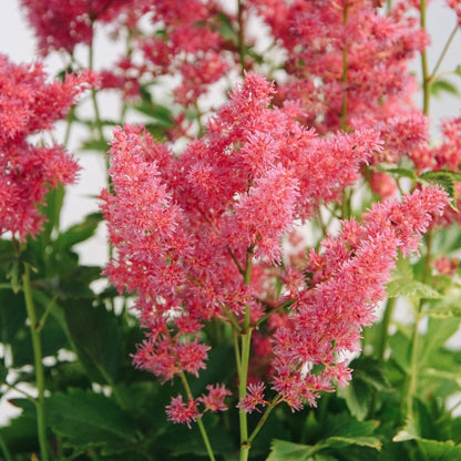 Younique Carmine False Spirea - LandscapeDirect