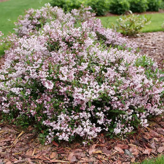 Yuki Kabuki Deutzia - LandscapeDirect