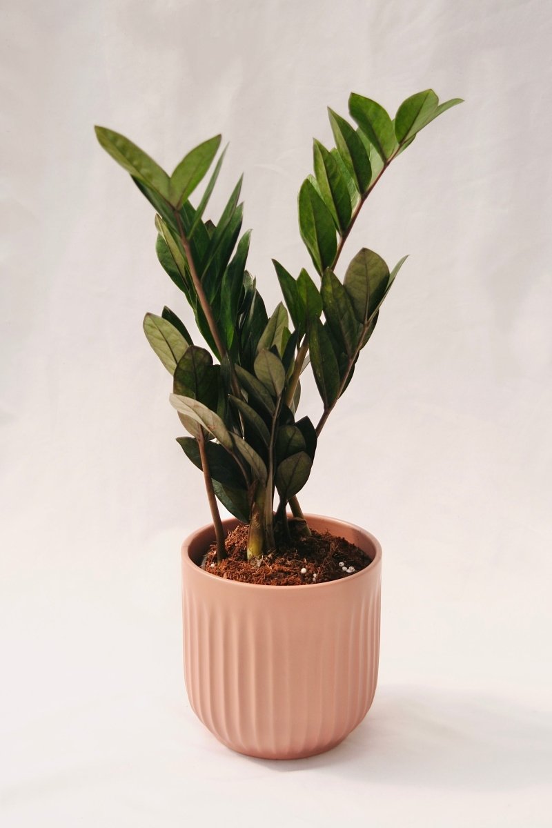 Zamioculcas Zamiifolia 5" Supernova Black - LandscapeDirect
