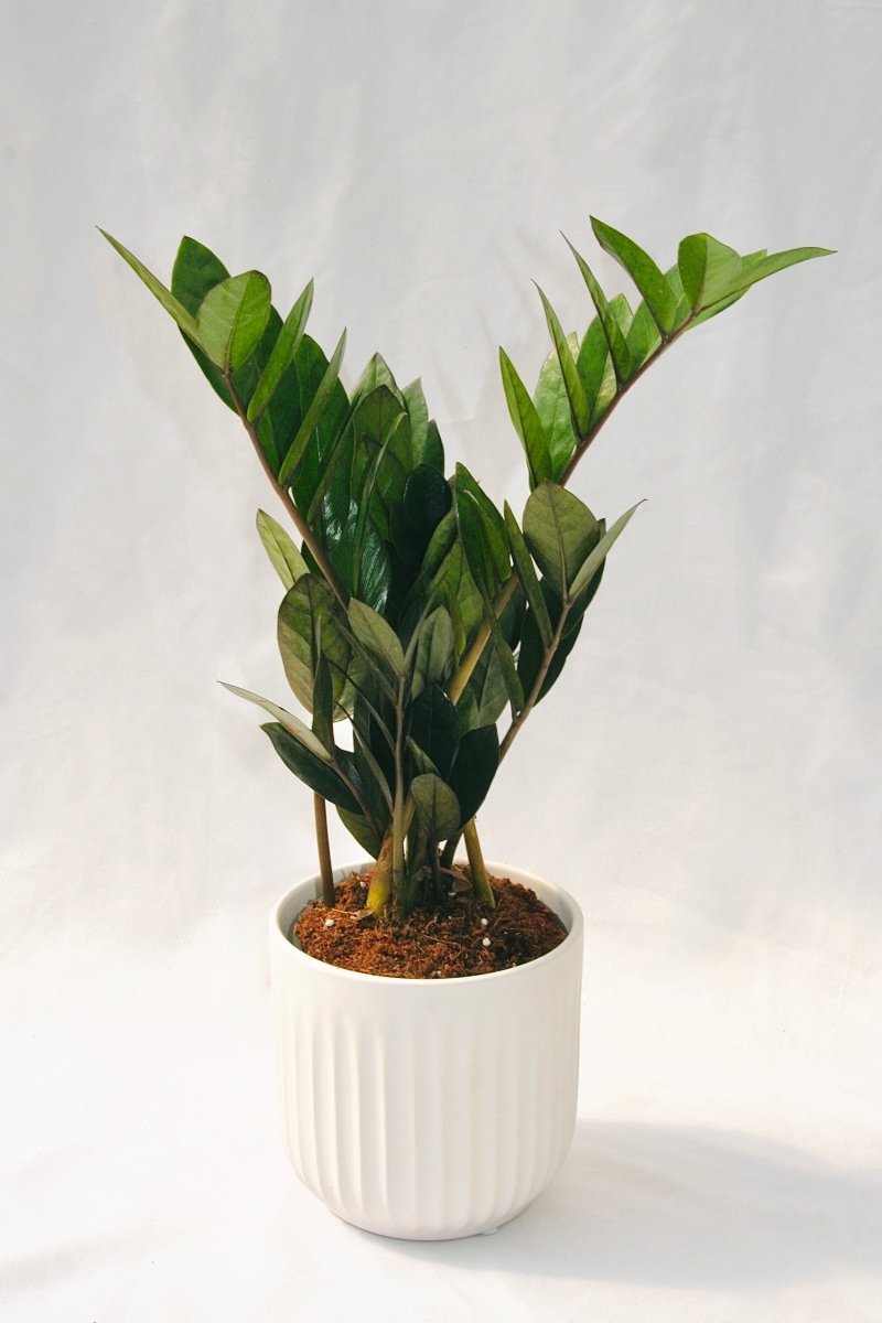 Zamioculcas Zamiifolia 5" Supernova Black - LandscapeDirect