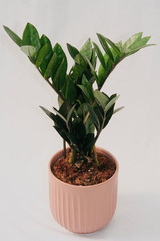 Zamioculcas Zamiifolia 5" Supernova Black - LandscapeDirect