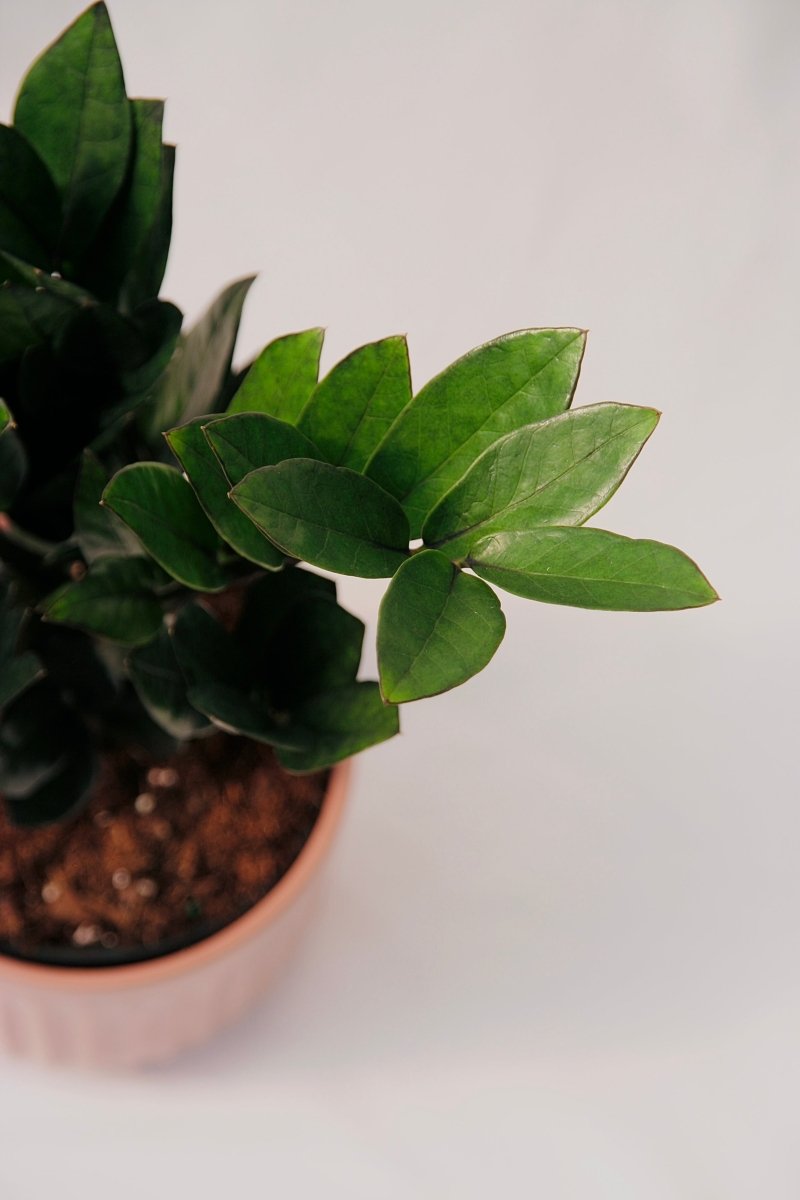 supernova zz plant Zamioculcas Zamiifolia 5" Supernova Black – LandscapeDirect