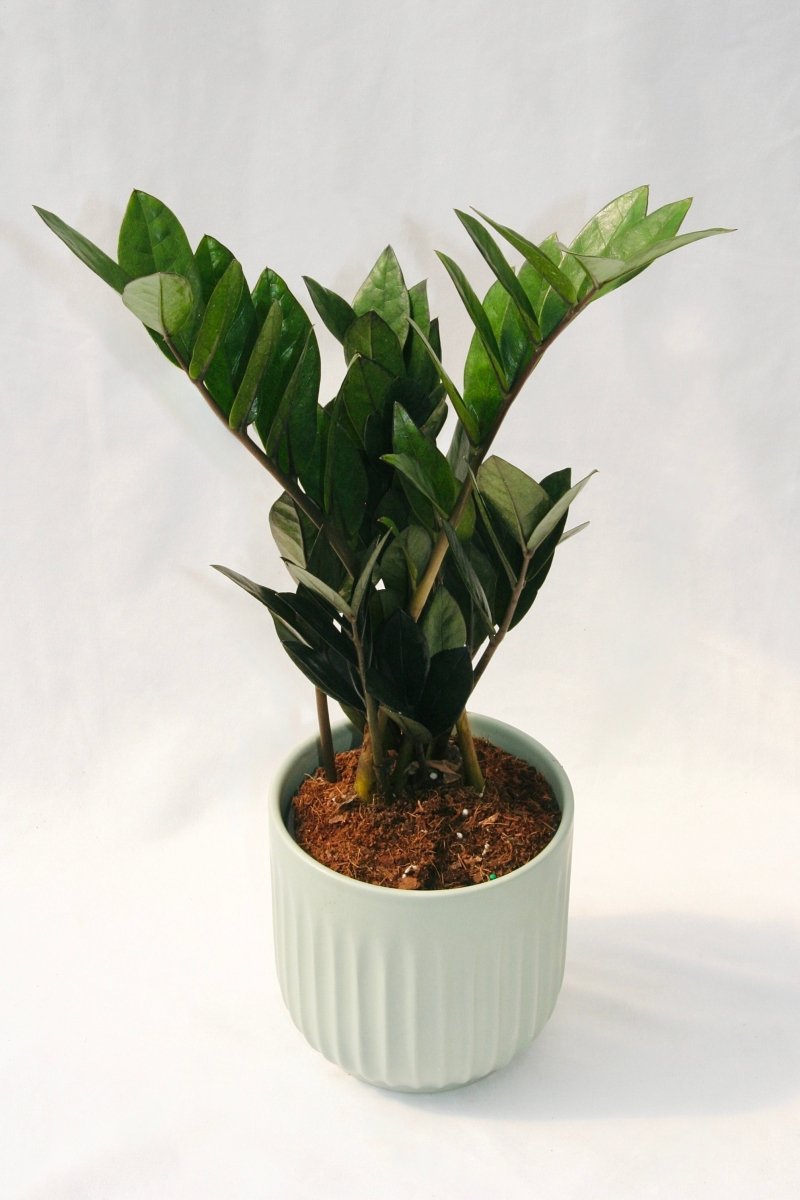 Zamioculcas Zamiifolia 5" Supernova Black - LandscapeDirect