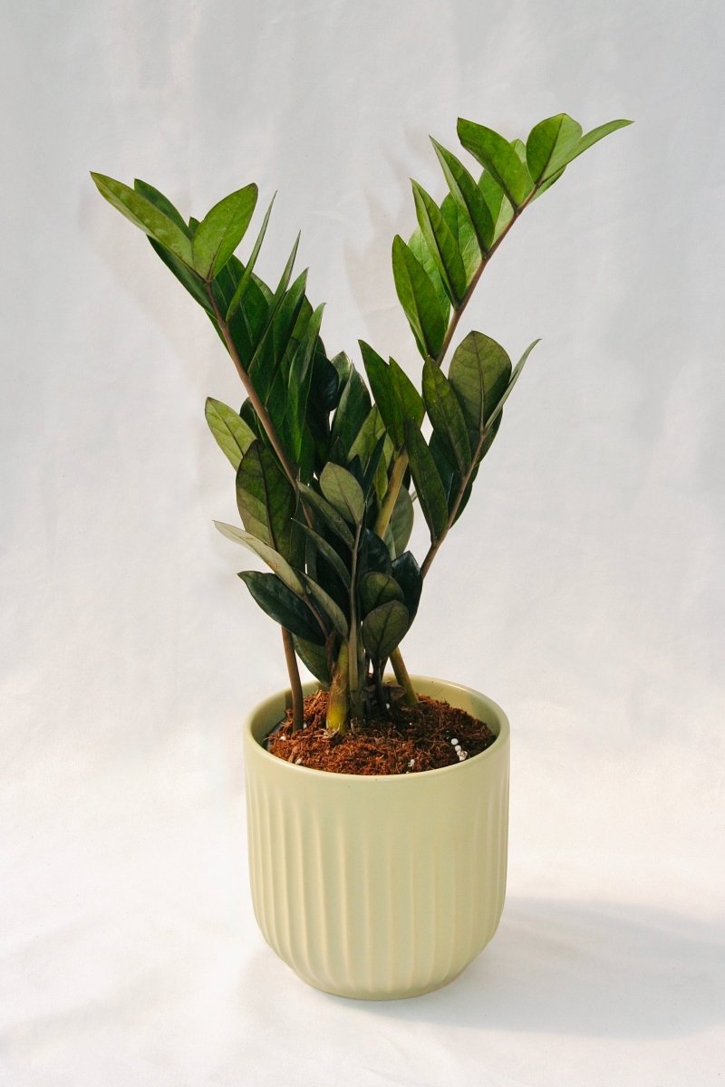 Zamioculcas Zamiifolia 5" Supernova Black - LandscapeDirect