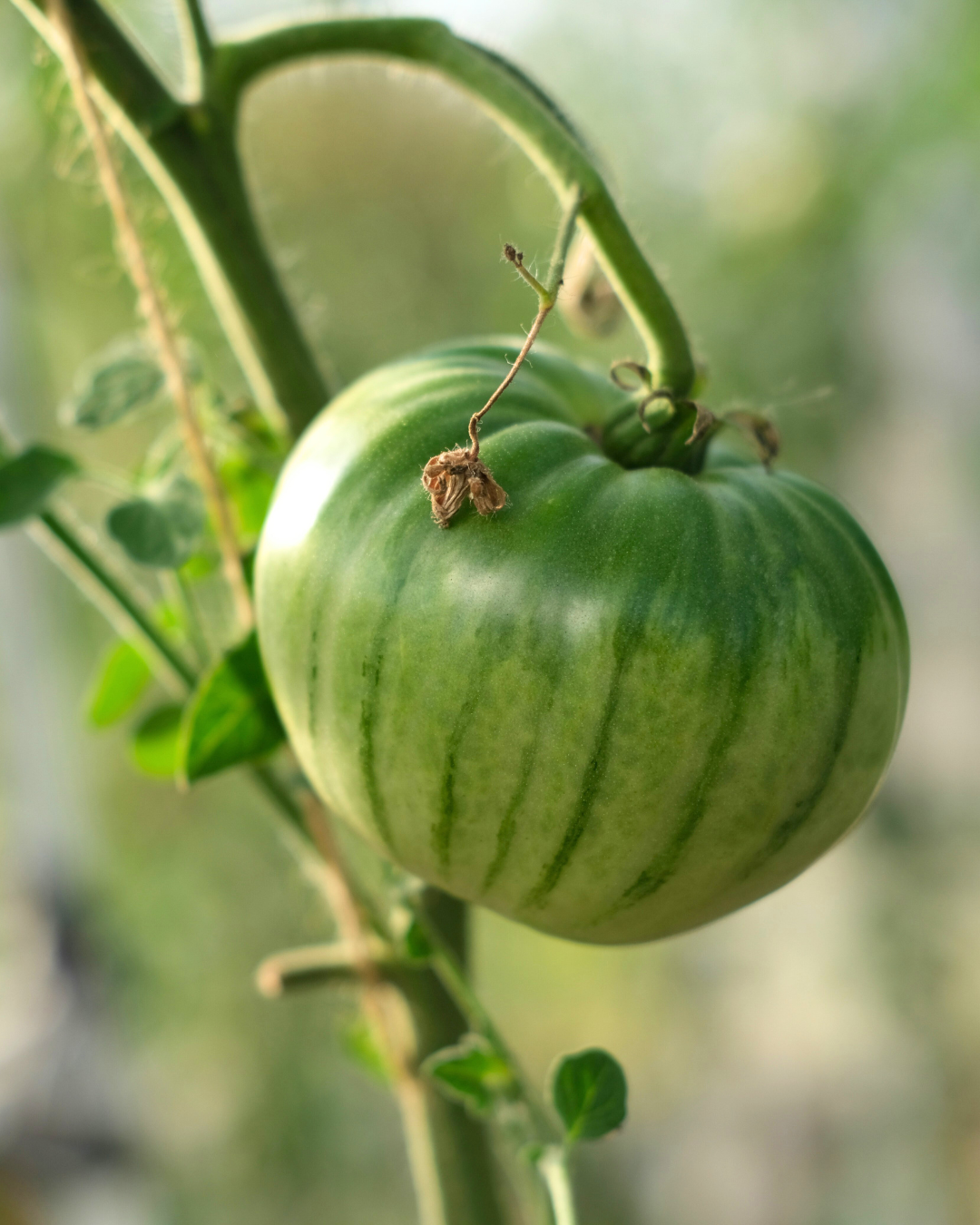 Tomate zébrée verte